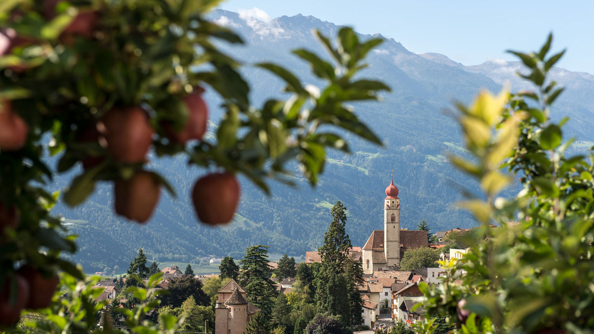 Blick auf Partschins - Apfelbaum